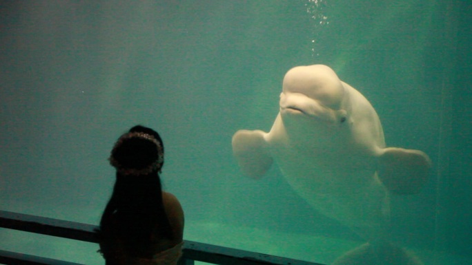 海豚表演海豚游泳海豚与人极地馆海洋馆
