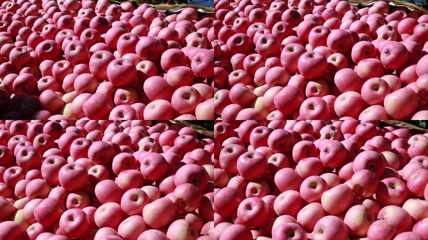 实拍成熟的苹果一堆苹果