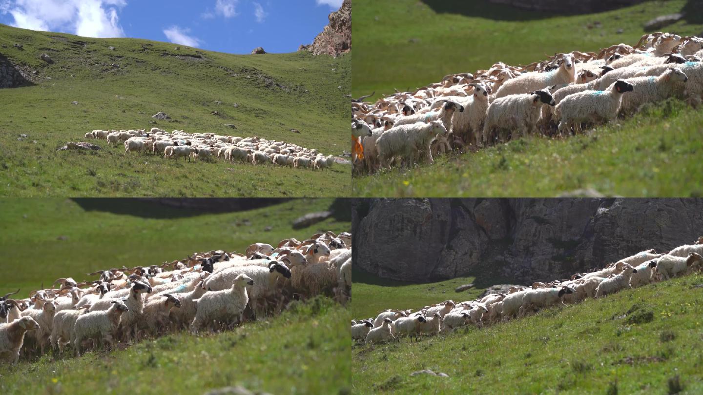 草原羊群放牧