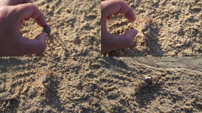 【正版原创】沙滩上的小螃蟹