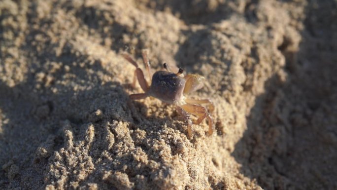 行走的小螃蟹