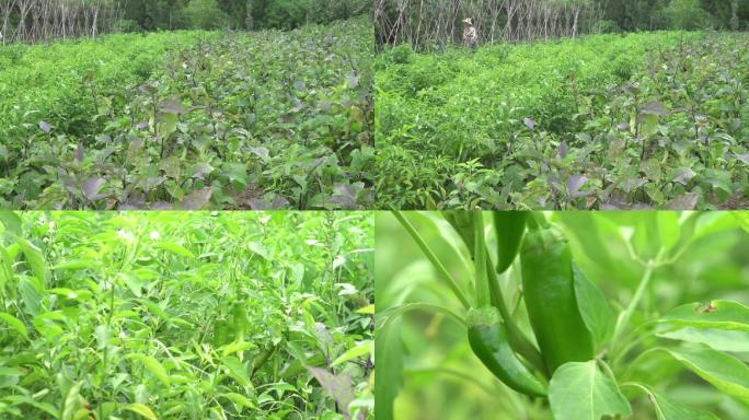 农家菜园合集原创高清视频