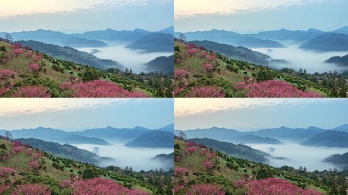 4K无水印黄山石潭云海梅花延时摄影花朵