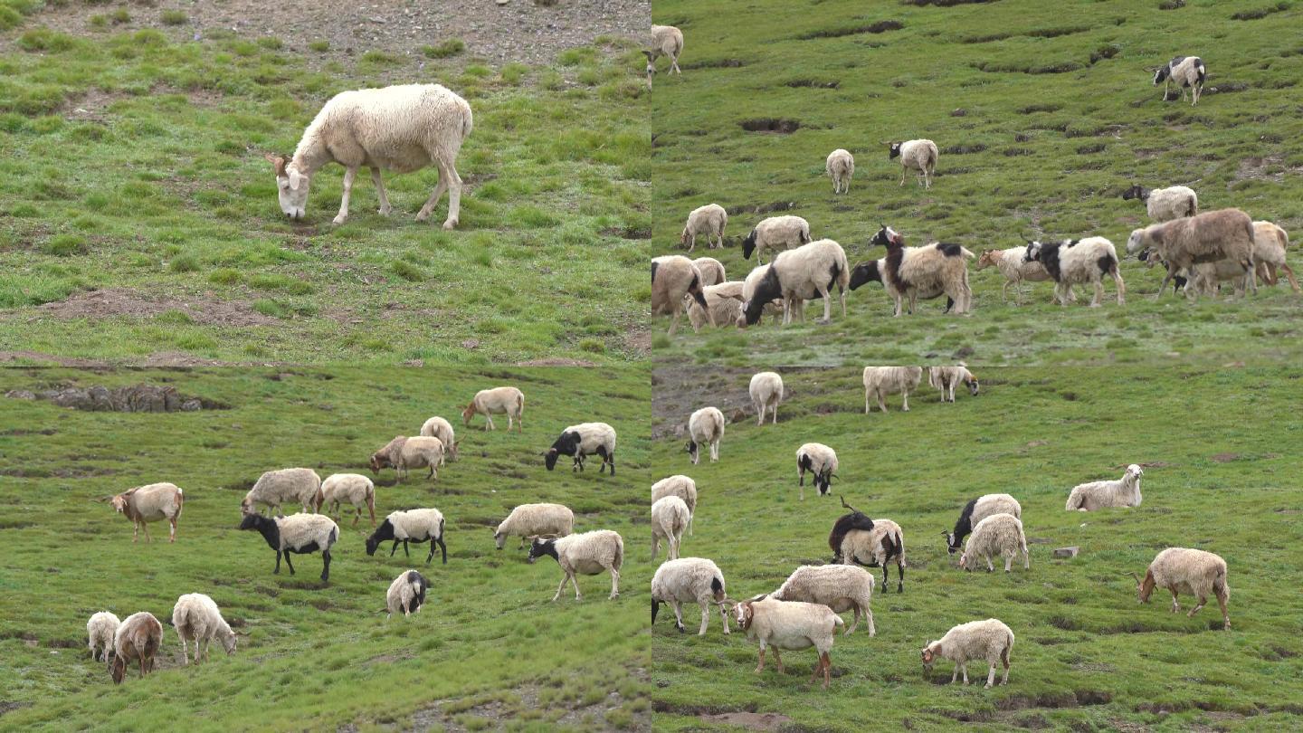 草原羊群画面