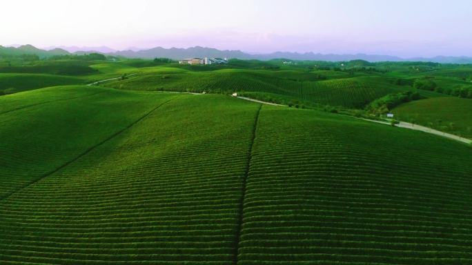 航拍贵州省湄潭县万亩茶海景区