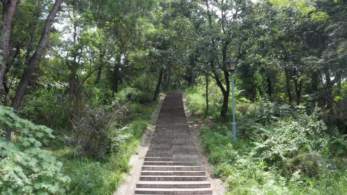 山林丛林中的一条山路阶梯小道