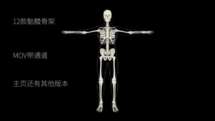 【带透明通道】人体骨骼动画