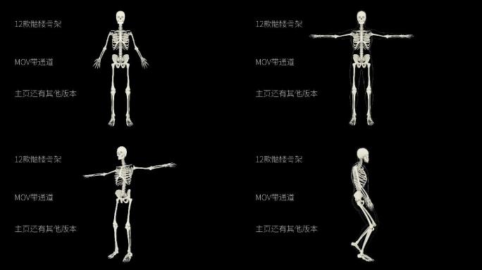 【带透明通道】人体骨骼动画