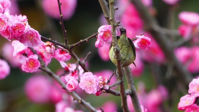 花儿鸟儿素材