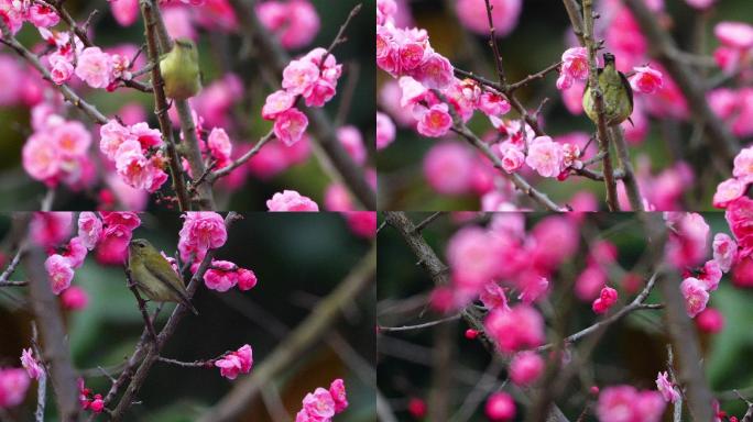 花儿鸟儿素材