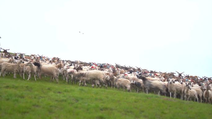 草原羊奔跑