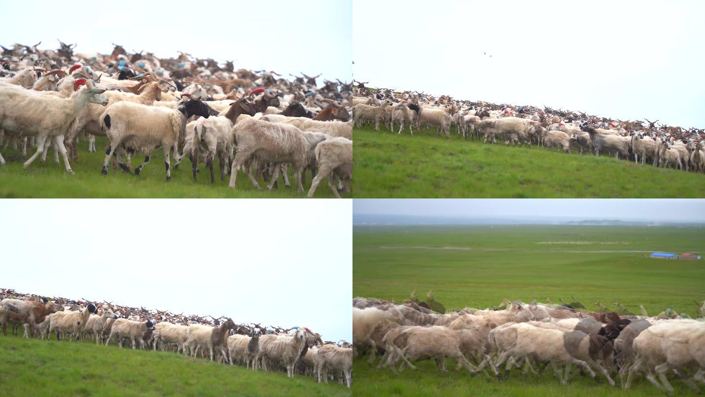 草原羊奔跑