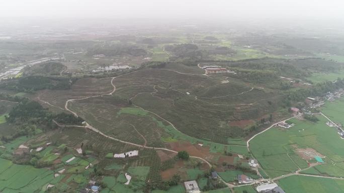 青花椒航拍+地拍 四川德阳 顺河村