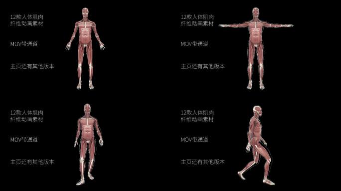 【带透明通道】12款人体肌肉纤维动画素材