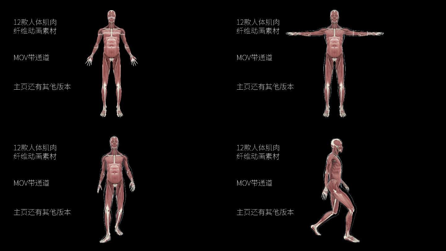 【带透明通道】12款人体肌肉纤维动画素材