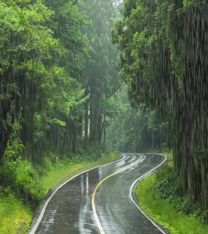 唯美森林雨天