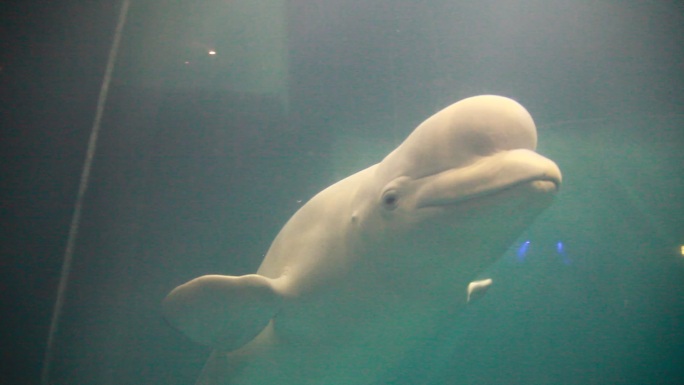 海豚海洋馆水族馆