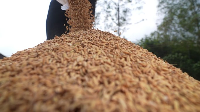 广州稻田稻米丰收
