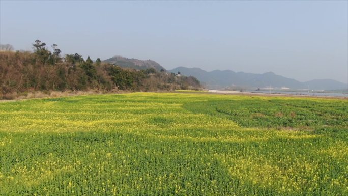 初春四川南充油菜花盛开