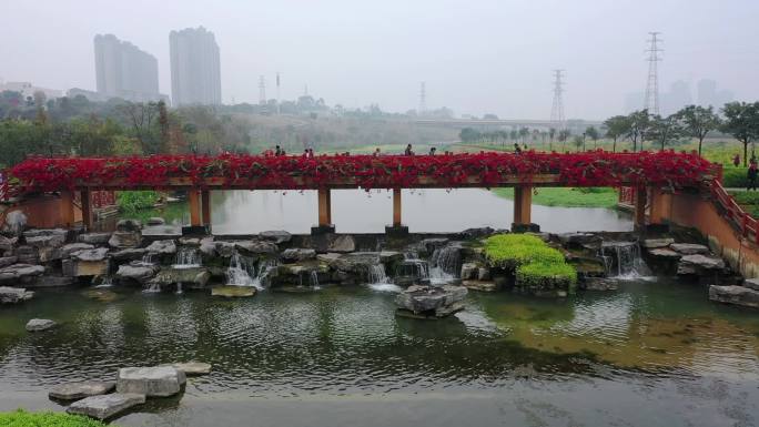 海绵城市 南宁 生态环境 三角梅 桥