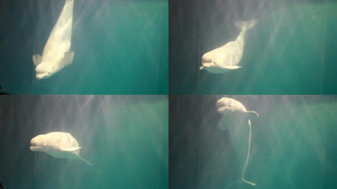 海洋馆海豚游泳海豚表演