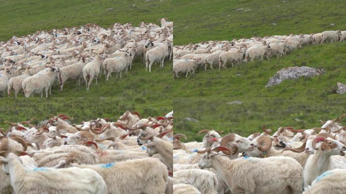 草原密集羊群