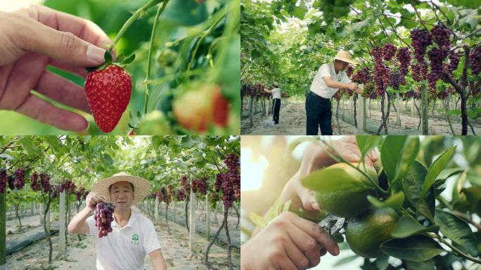 4K_采摘草莓 葡萄 橘子现代农业