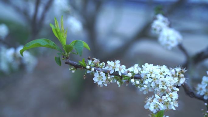 钱排三华李花特写镜头