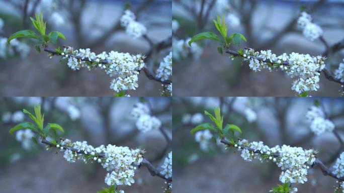 钱排三华李花特写镜头