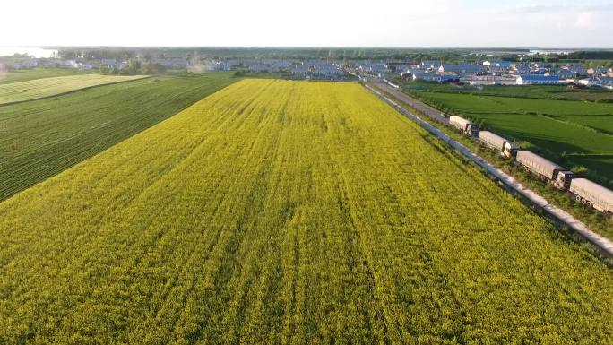 油菜花 黄花 田野 航拍 农业示范基地