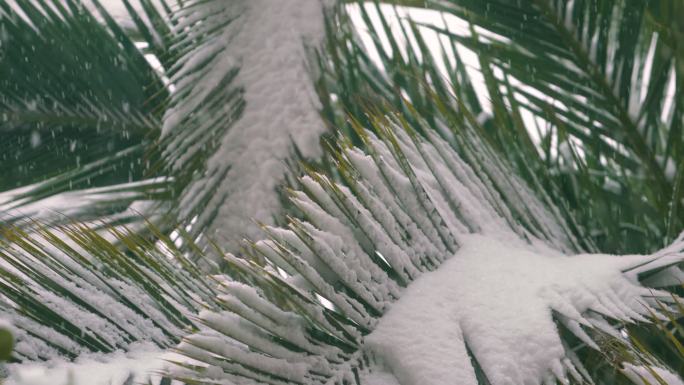 雪中的李子树  棕榈树
