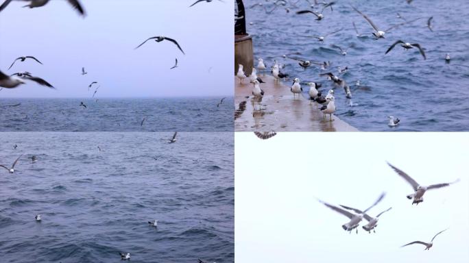 海边海鸥飞翔 大海海鸥 海鸟自由飞翔