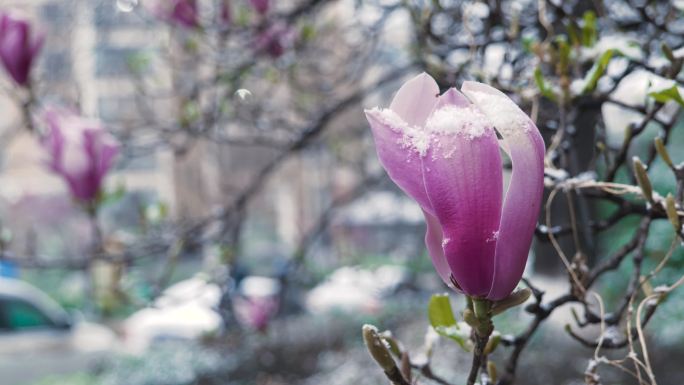 雪中的红玉兰   玉兰花开   春天花开