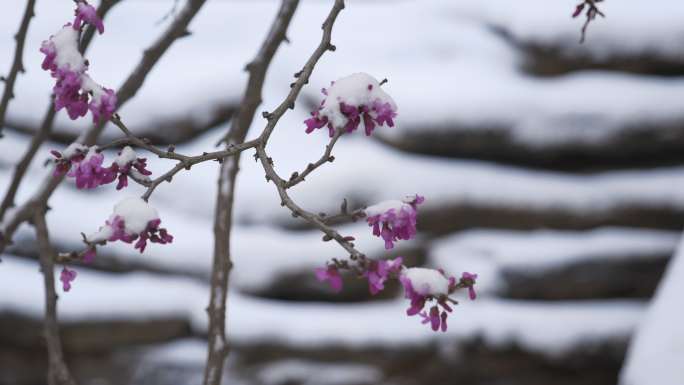 雪中的紫荆花