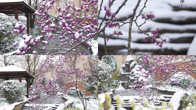 雪中的紫荆花