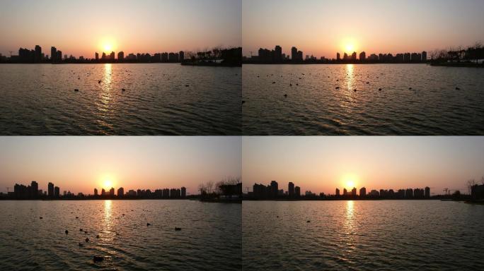 4k航拍 黄昏的湖面，鸭群游动