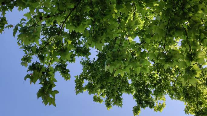 村里的绿色大树树叶迎风飘动