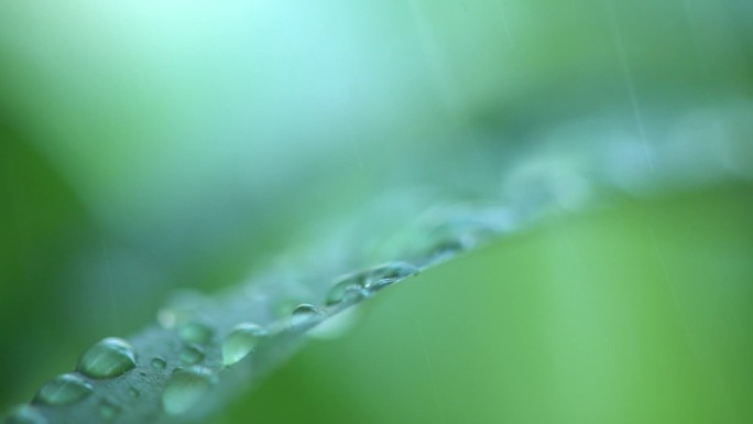 绿叶上的雨水水珠空镜-1