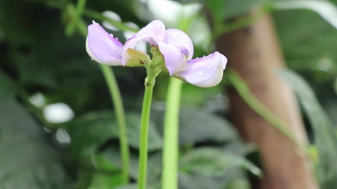 豇豆开花