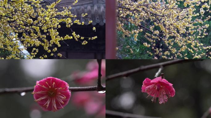 杭州西湖钱王祠雨中梅花