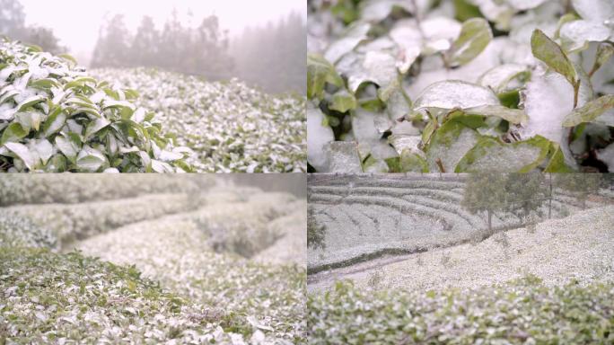 冬雪茶园