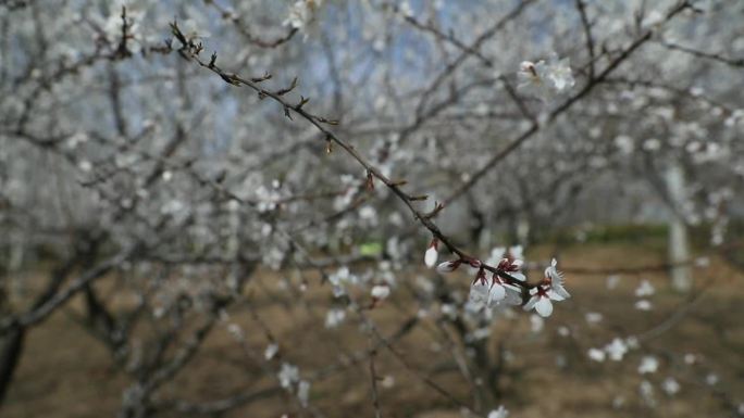 春天 开花  万物复苏 入春 发芽