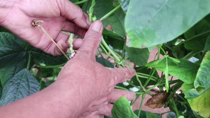 豇豆生长种植管理