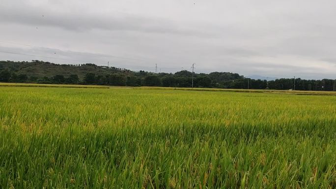 秋天的稻田农田建设水稻生态