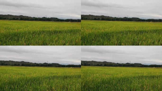 秋天的稻田农田建设水稻生态