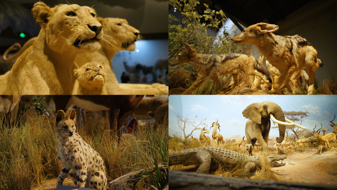 动物标本 自然博物馆