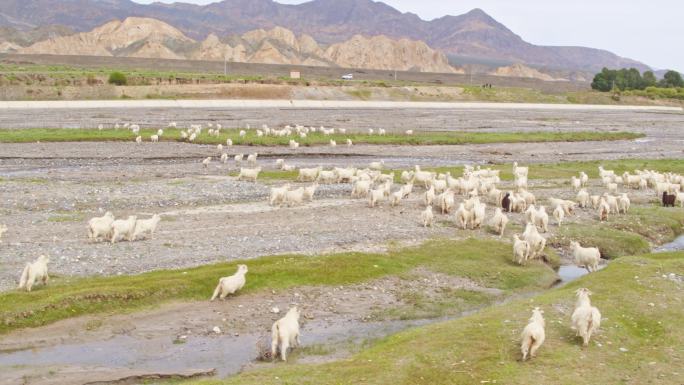 羊群散养航拍