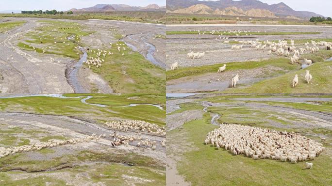 羊群散养航拍