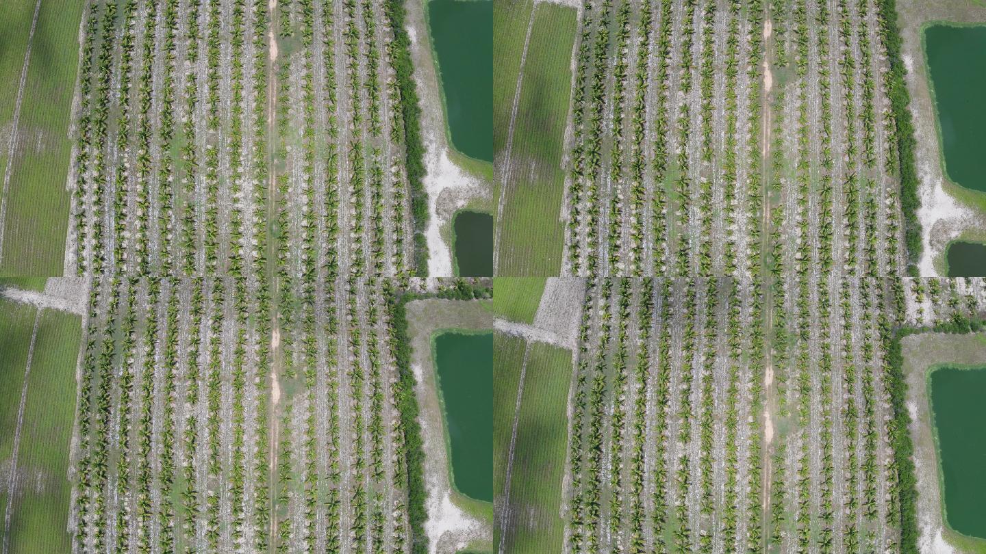 【正版原创】俯瞰整齐的椰树种植基地