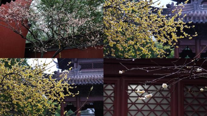 杭州西湖钱王祠雨中梅花